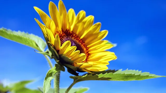 sun-flower-1536088_960_720 (Foto: Sabine Gasparini) sun-flower-1536088_960_720 (Foto: Sabine Gasparini)