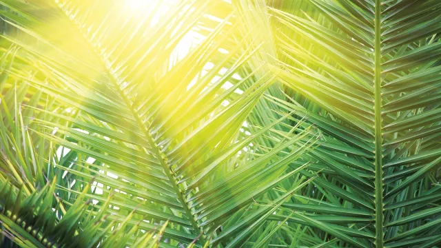 22-04-palmsonnatg (Foto: Shutterstock)