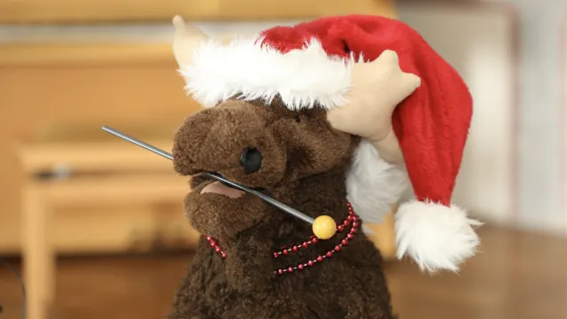 Elki_4_Winter1 (Foto: Petra Steiner) Elki_4_Winter1 (Foto: Petra Steiner)